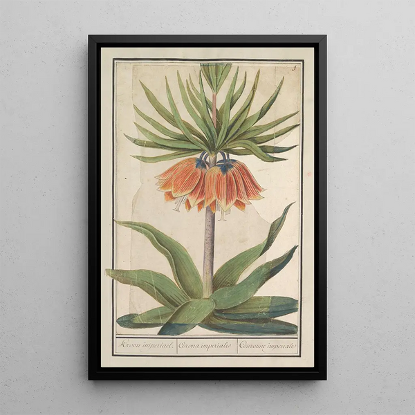 Imperial Crown Fritillaria imperialis - Anselmus Botius de Boodt — framed artwork on a wall