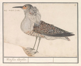 Bécasseau variable - Anselmus Botius de Boodt — artwork view