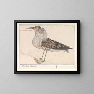 Bécasseau variable - Anselmus Botius de Boodt — framed artwork on a wall