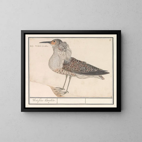 Bécasseau variable - Anselmus Botius de Boodt — framed artwork on a wall