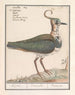Kievit Vanellus vanellus - Anselmus Botius de Boodt — artwork view