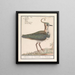 Kievit Vanellus vanellus - Anselmus Botius de Boodt — framed artwork on a wall