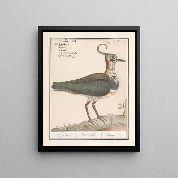 Kievit Vanellus vanellus - Anselmus Botius de Boodt — framed artwork on a wall