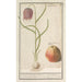 Fritillaire pintade Fritillaria meleagris et une pomme - Anselmus Botius de Boodt — artwork view