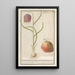 Fritillaire pintade Fritillaria meleagris et une pomme - Anselmus Botius de Boodt — framed artwork on a wall