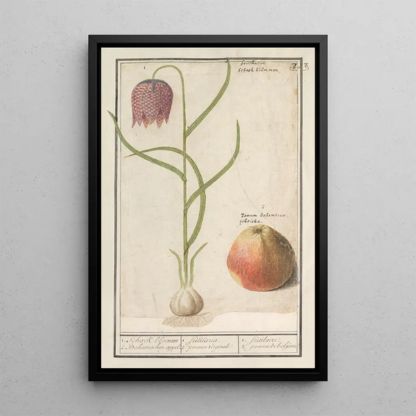 Fritillaire pintade Fritillaria meleagris et une pomme - Anselmus Botius de Boodt — framed artwork on a wall