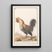 Reproduction of the painting Poule Gallus gallus domesticus - Anselmus Botius de Boodt