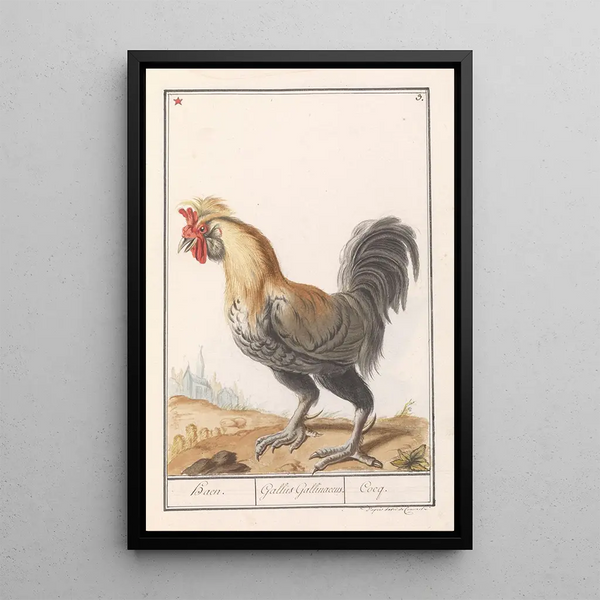 Reproduction of the painting Poule Gallus gallus domesticus - Anselmus Botius de Boodt