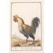 Reproduction of the painting Poule Gallus gallus domesticus - Anselmus Botius de Boodt