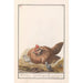 Poule Gallus gallus domesticus avec poussins - Anselmus Botius de Boodt — artwork view