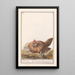 Poule Gallus gallus domesticus avec poussins - Anselmus Botius de Boodt — framed artwork on a wall