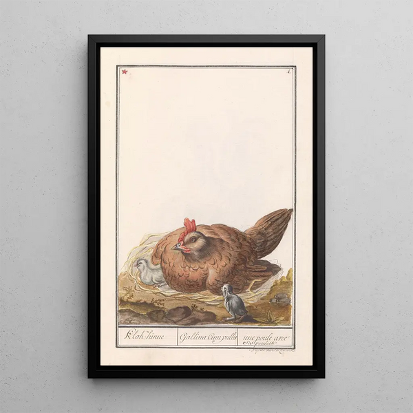 Poule Gallus gallus domesticus avec poussins - Anselmus Botius de Boodt — framed artwork on a wall