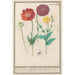 Poppy or poppy Papaver - Anselmus Botius de Boodt — artwork view