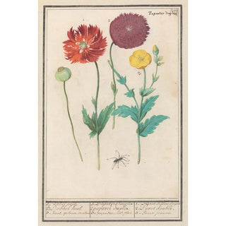 Anselmus Botius de Boodt - Klaproos of papaver Papaver.webp