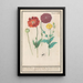 Poppy or poppy Papaver - Anselmus Botius de Boodt — framed artwork on a wall