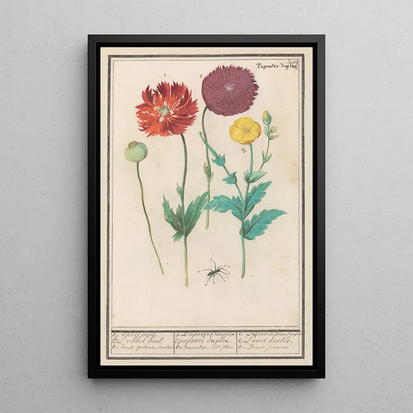 Poppy or poppy Papaver - Anselmus Botius de Boodt — framed artwork on a wall