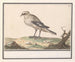Petite Pie-grièche - Anselmus Botius de Boodt — artwork view