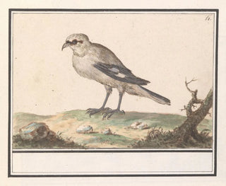 Petite Pie-grièche - Anselmus Botius de Boodt — artwork view