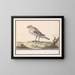 Petite Pie-grièche - Anselmus Botius de Boodt — framed artwork on a wall