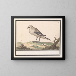 Petite Pie-grièche - Anselmus Botius de Boodt — framed artwork on a wall