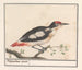 Pic épeiche nain - Anselmus Botius de Boodt — artwork view