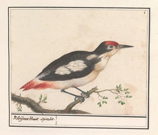 Pic épeiche nain - Anselmus Botius de Boodt — artwork view