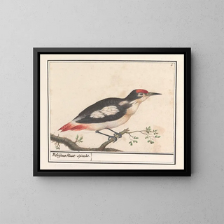 Pic épeiche nain - Anselmus Botius de Boodt — framed artwork on a wall
