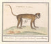 Petit suricate - Anselmus Botius de Boodt — artwork view