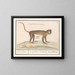Petit suricate - Anselmus Botius de Boodt — framed artwork on a wall