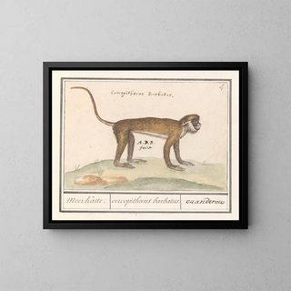 Petit suricate - Anselmus Botius de Boodt — framed artwork on a wall