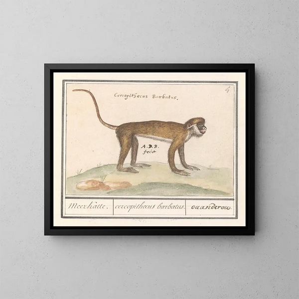 Petit suricate - Anselmus Botius de Boodt — framed artwork on a wall