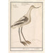 Avocet Painting Recurvirostra avosetta - Anselmus Botius de Boodt — artwork view