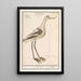 Avocet Painting Recurvirostra avosetta - Anselmus Botius de Boodt — framed artwork on a wall