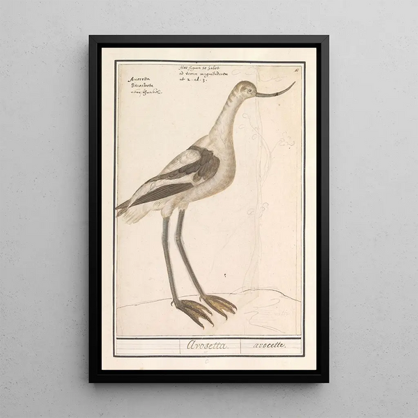 Avocet Painting Recurvirostra avosetta - Anselmus Botius de Boodt — framed artwork on a wall