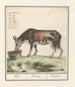 Koe Bos taureau Koe Vacca Vache - Anselmus Botius de Boodt — artwork view