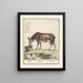Koe Bos taureau Koe Vacca Vache - Anselmus Botius de Boodt — framed artwork on a wall