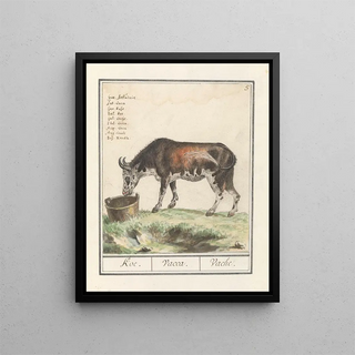 Anselmus Botius de Boodt - Koe Bos taurus Koe Vacca Vache.webp