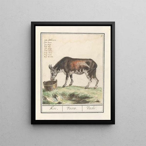Koe Bos taureau Koe Vacca Vache - Anselmus Botius de Boodt — framed artwork on a wall