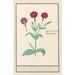 Coquelourde Lychnis or God’s Carnation Lychnis coronaria - Anselmus Botius de Boodt — artwork view