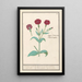 Coquelourde Lychnis or God’s Carnation Lychnis coronaria - Anselmus Botius de Boodt — framed artwork on a wall