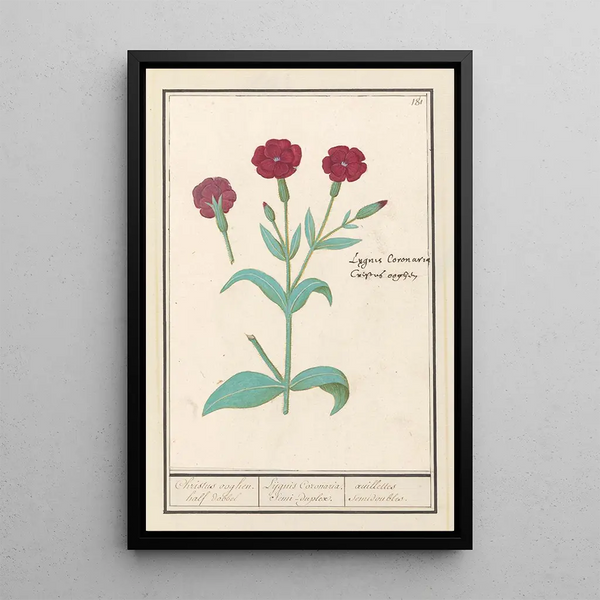 Coquelourde Lychnis or God’s Carnation Lychnis coronaria - Anselmus Botius de Boodt — framed artwork on a wall