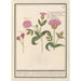 Lychnis dioïque Silene dioica Wild basil - Anselmus Botius de Boodt — artwork view