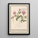 Lychnis dioïque Silene dioica Wild basil - Anselmus Botius de Boodt — framed artwork on a wall