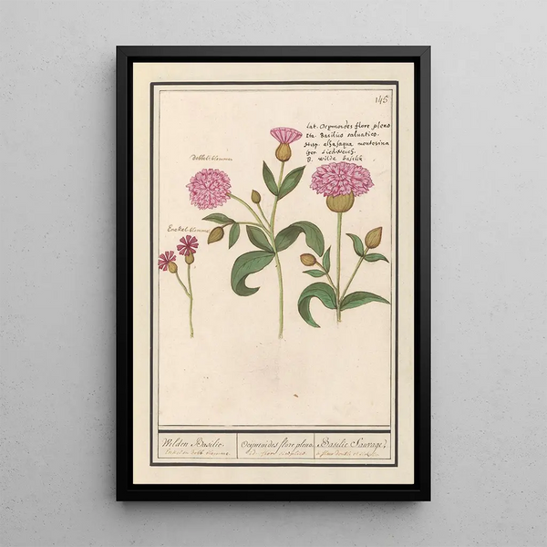 Lychnis dioïque Silene dioica Wild basil - Anselmus Botius de Boodt — framed artwork on a wall