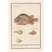 Globe Fish Tetraodontidae - Anselmus Botius de Boodt — artwork view