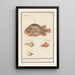 Globe Fish Tetraodontidae - Anselmus Botius de Boodt — framed artwork on a wall