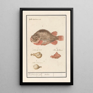 Anselmus Botius de Boodt - Kogelvissen Tetraodontidae Rond visschen egels Orbes.webp