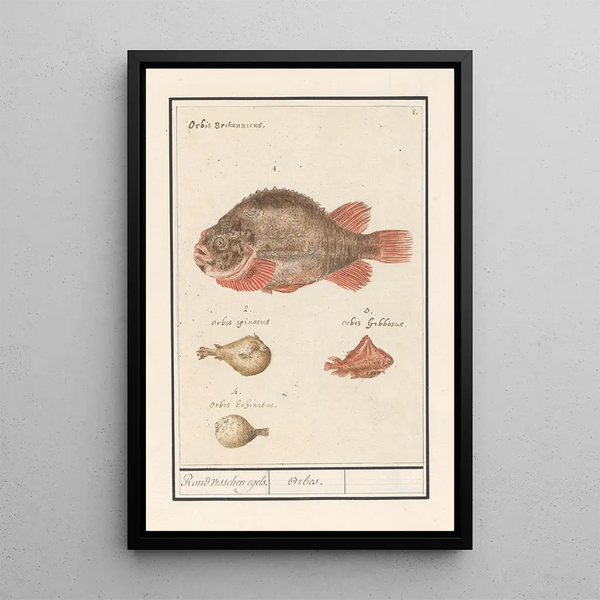 Globe Fish Tetraodontidae - Anselmus Botius de Boodt — framed artwork on a wall