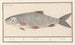Kolblei or blei Blicca bjoerkna Blieck Blicca Ablet - Anselmus Botius de Boodt — artwork view