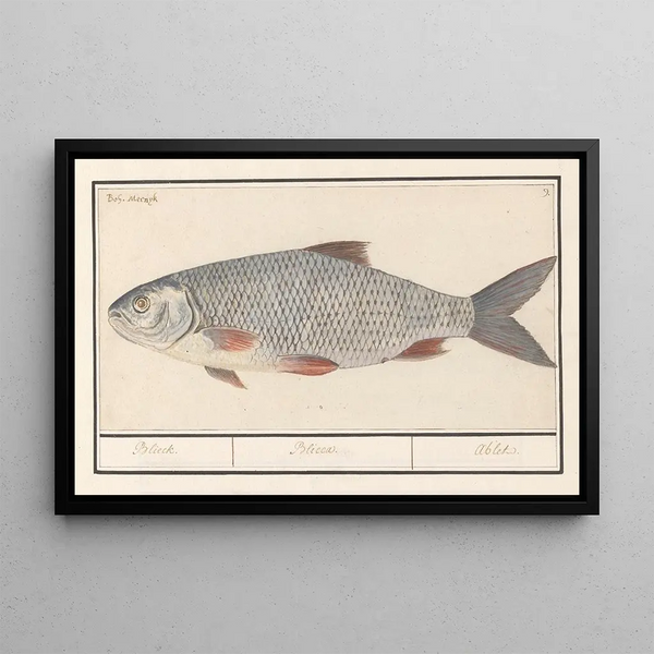 Kolblei or blei Blicca bjoerkna Blieck Blicca Ablet - Anselmus Botius de Boodt — framed artwork on a wall